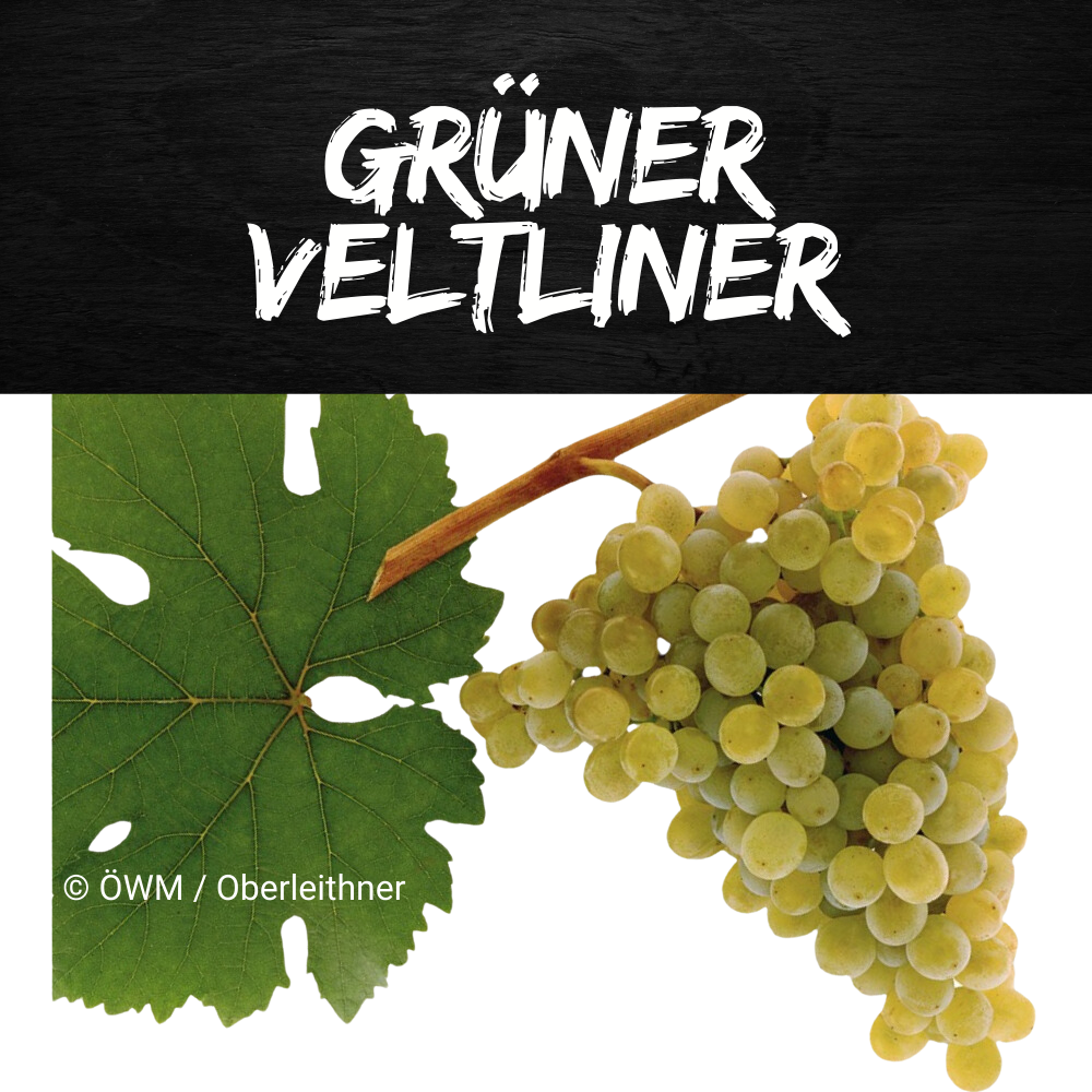 grüner veltliner