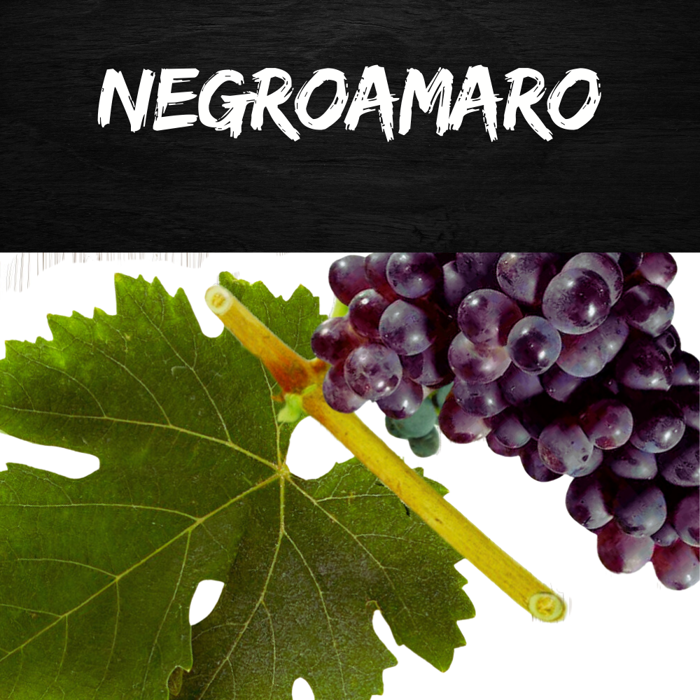 negroamaro