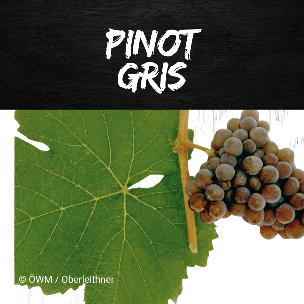 pinot gris