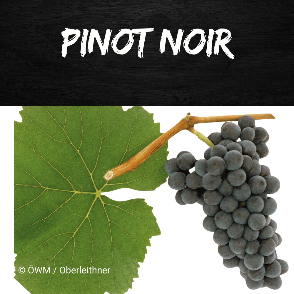 pinot noir