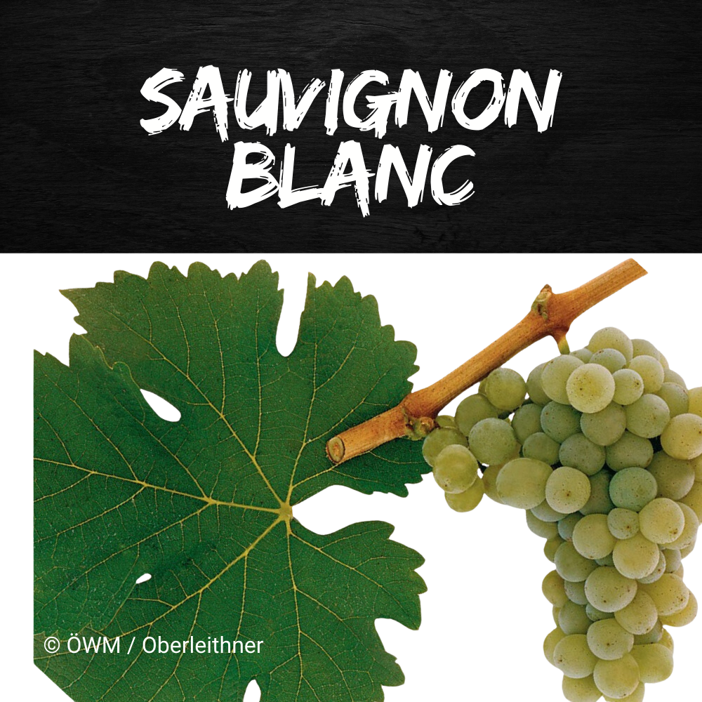 sauvignon blanc