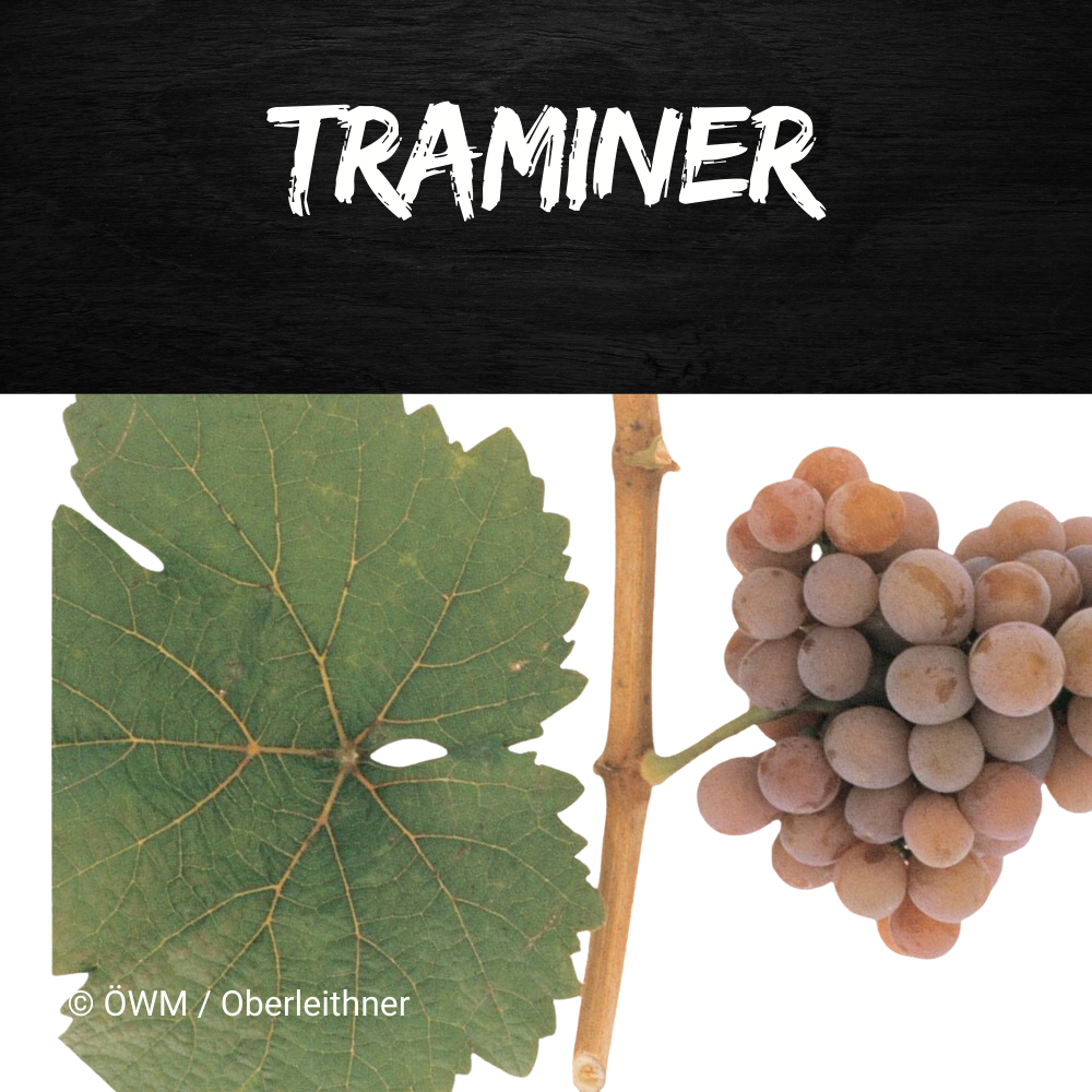 traminer