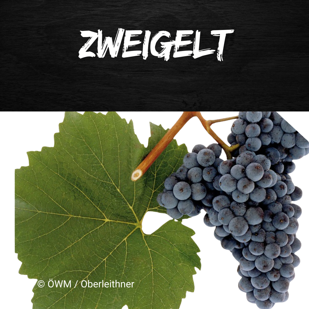 zweigelt