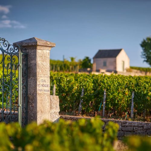 MAISON JOSEPH DROUHIN